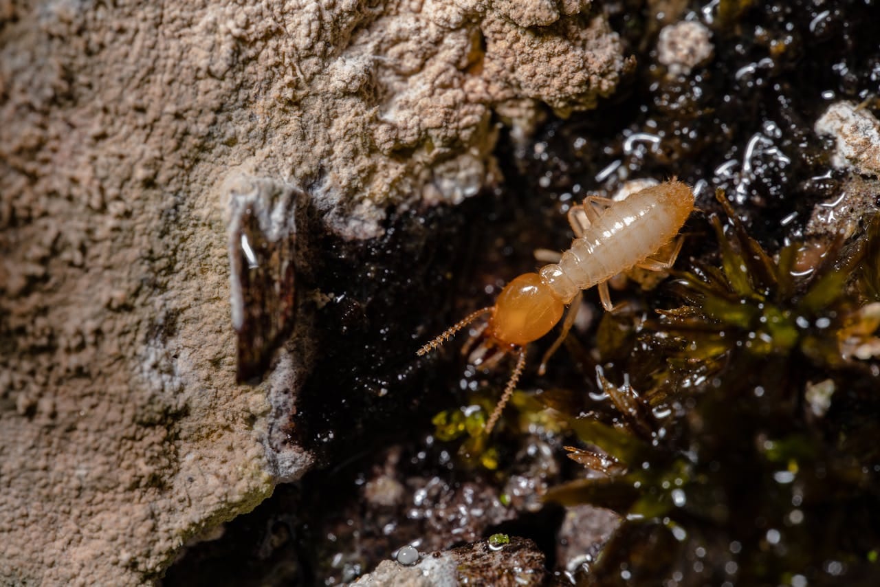 7 Early Warning Signs of  Termite Infestations in Los Angeles Homes (And How To Stop Them!)