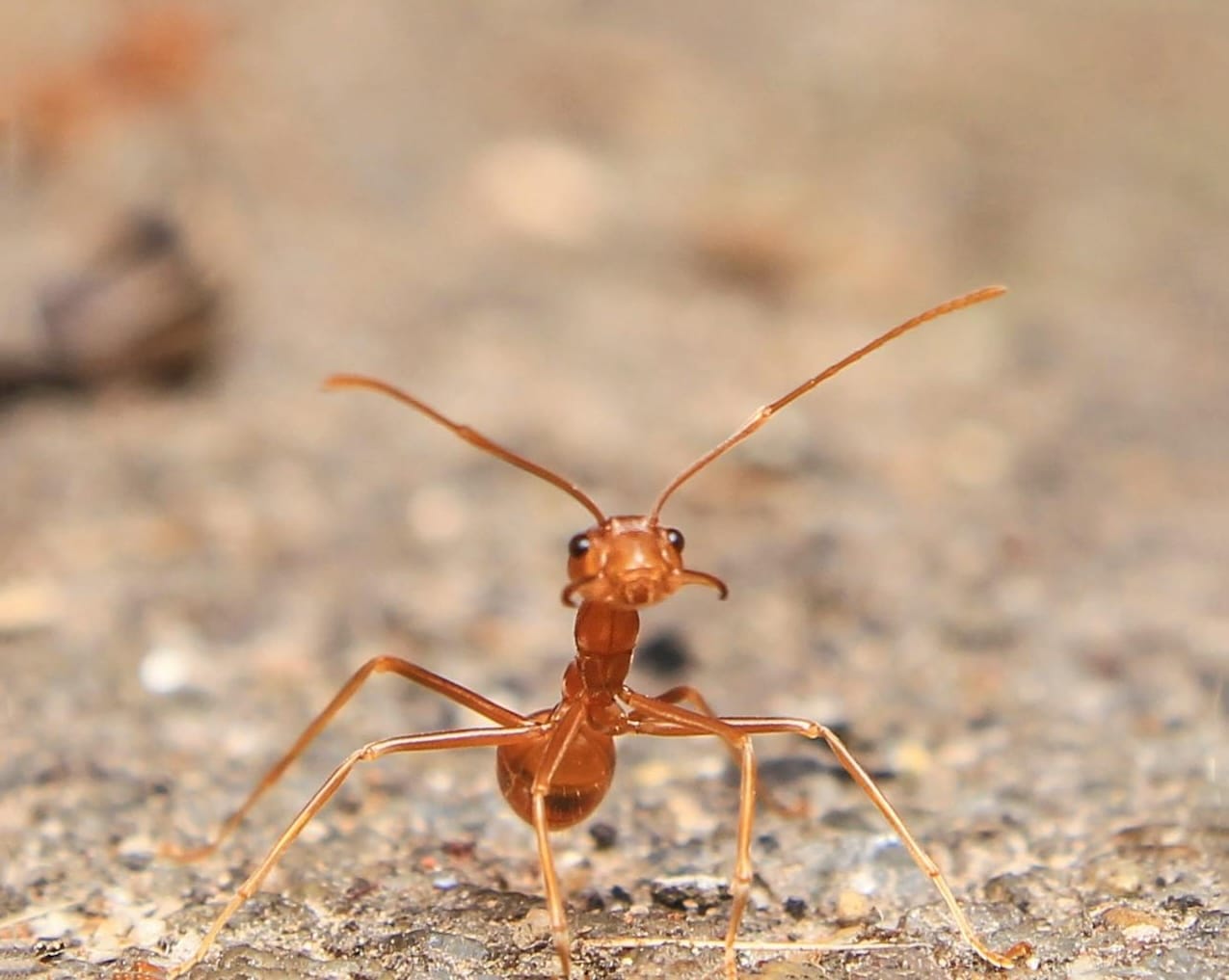 Ants in Southern California: The Homeowner’s Guide to Prevention & Removal