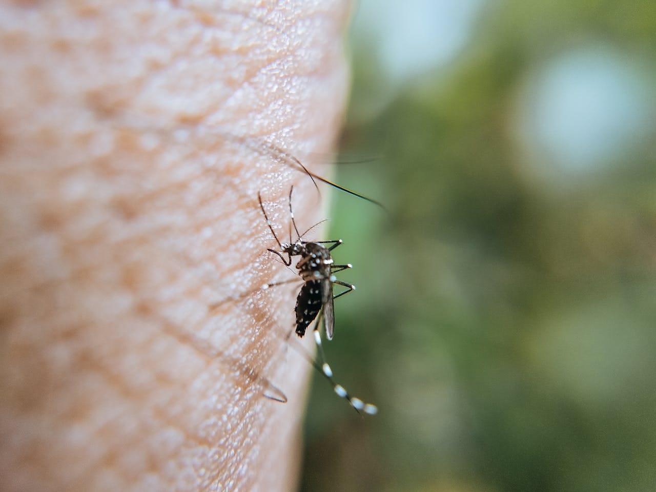 Top-Rated Mosquito Control for Southern California Homes: Proven Prevention, Protection & Repellent Tips